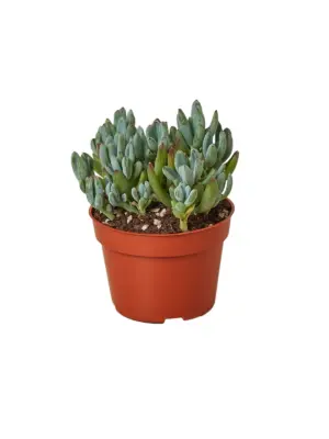 Blue Chalk Stick Succ Senecio Sticks houseplant