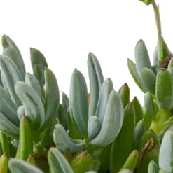 Blue Chalk Stick Succ Senecio Sticks — leaf detail close-up