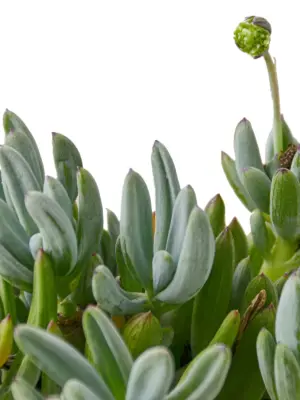 Blue Chalk Stick Succ Senecio Sticks — leaf detail close-up