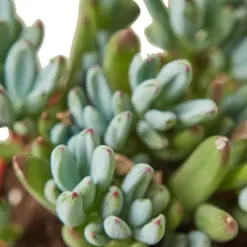Blue Chalk Stick Succ Senecio Sticks — leaf detail close-up