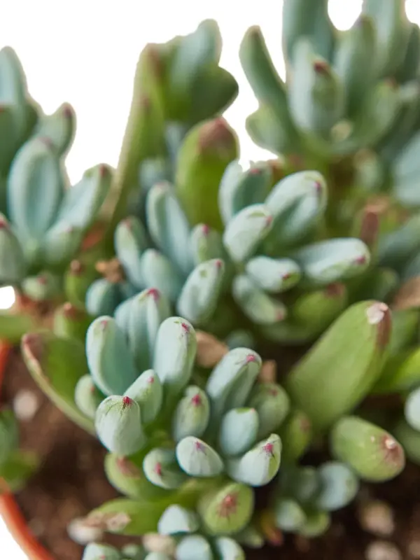 Blue Chalk Stick Succ Senecio Sticks — leaf detail close-up