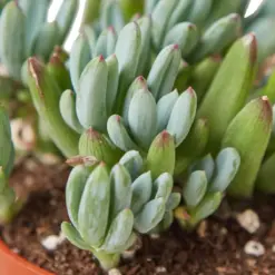 Blue Chalk Stick Succ Senecio Sticks — leaf detail close-up