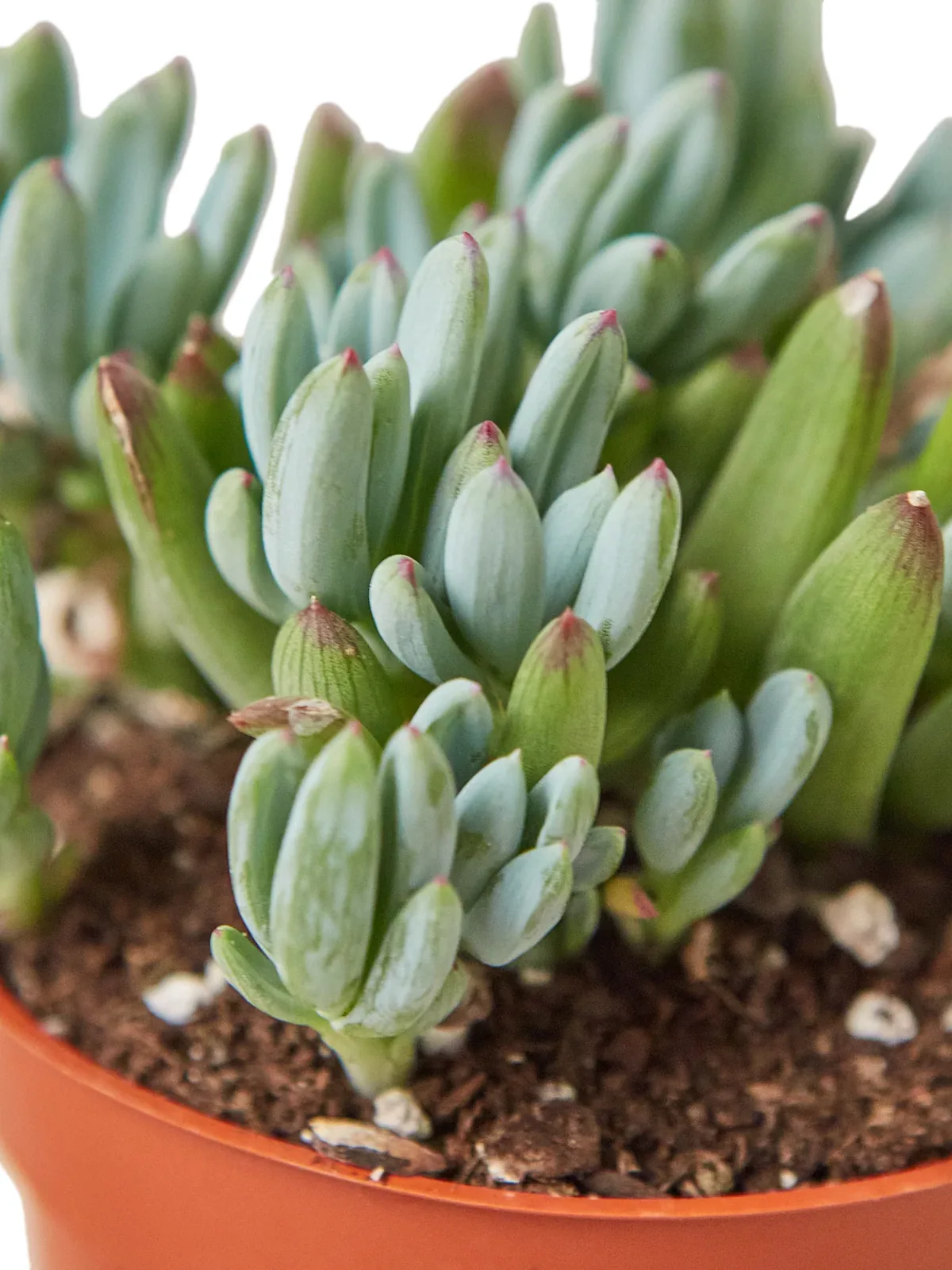 Blue Chalk Stick Succ Senecio Sticks — leaf detail close-up