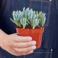 Blue Chalk Stick Succ Senecio Sticks — held in hand for size reference