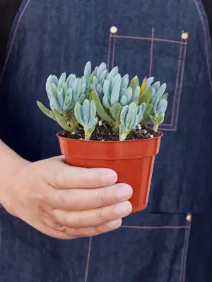 Blue Chalk Stick Succ Senecio Sticks — held in hand for size reference