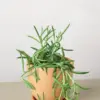 Succulent Senecio Succulent 'Fish Hooks' Fishhooks houseplant