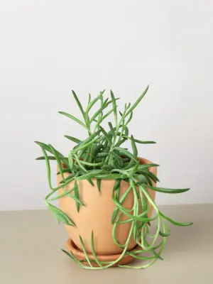 Succulent Senecio Succulent 'Fish Hooks' Fishhooks houseplant