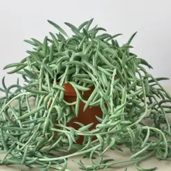Succulent Senecio Succulent 'Fish Hooks' Fishhooks — additional view
