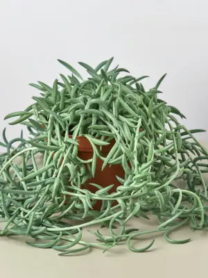 Succulent Senecio Succulent 'Fish Hooks' Fishhooks — additional view
