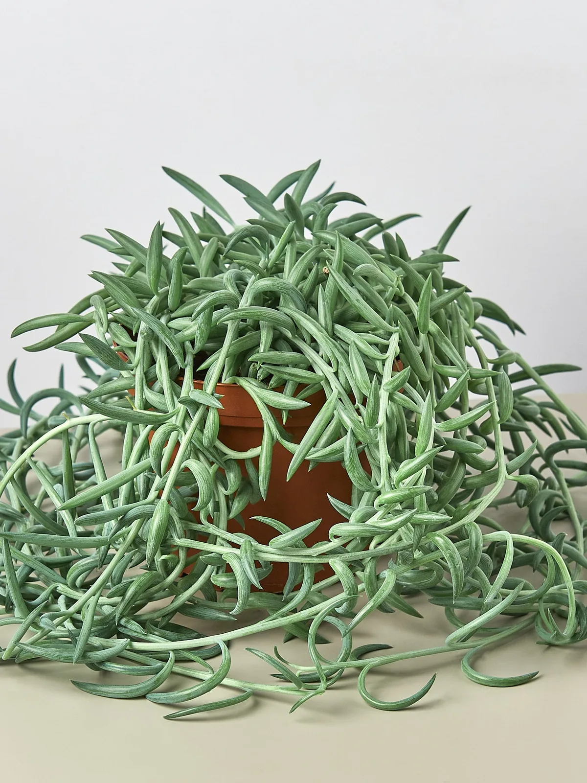Succulent Senecio Succulent 