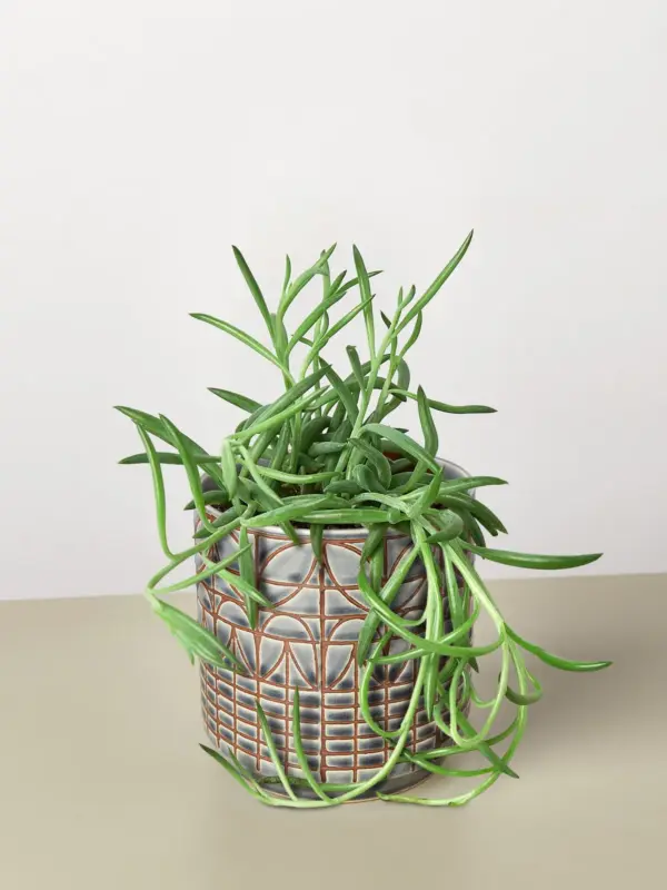 Succulent Senecio Succulent 'Fish Hooks' Fishhooks — additional view