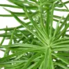Succulent Senecio 'Himalayan' houseplant