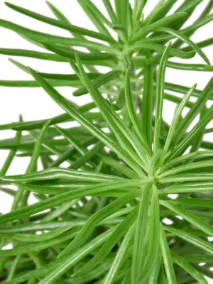 Succulent Senecio 'Himalayan' houseplant
