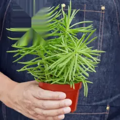 Succulent Senecio 'Himalayan' — additional view
