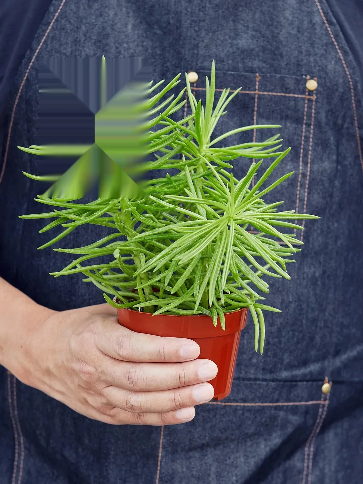 Succulent Senecio 