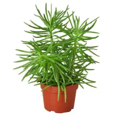 Succulent Senecio 'Himalayan' — additional view