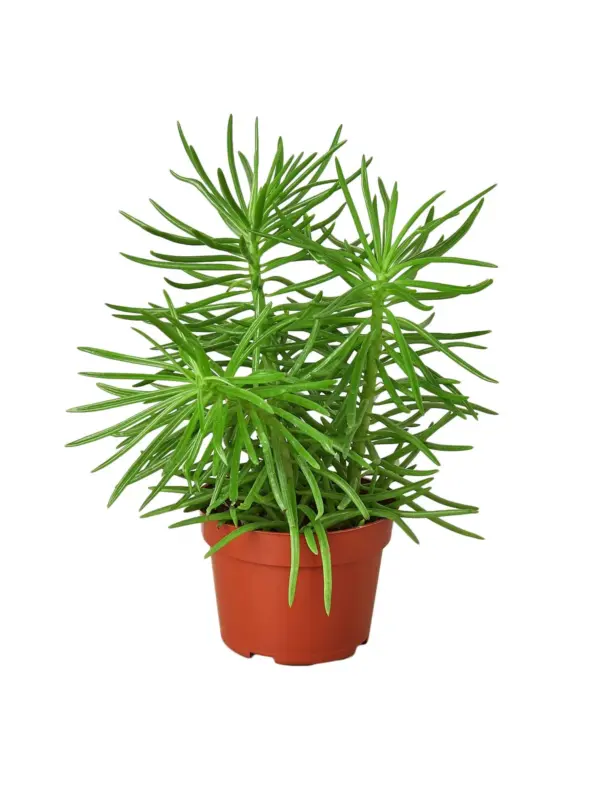 Succulent Senecio 'Himalayan' — additional view