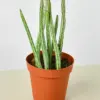 Succulent Senecio Stapeliiformis 'Pickle Plant'