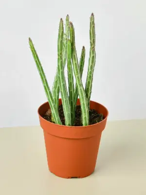 Succulent Senecio Stapeliiformis 'Pickle Plant'