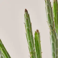 Succulent Senecio Stapeliiformis 'Pickle Plant' — leaf detail close-up