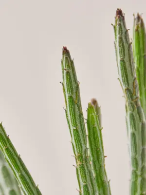 Succulent Senecio Stapeliiformis 'Pickle Plant' — leaf detail close-up