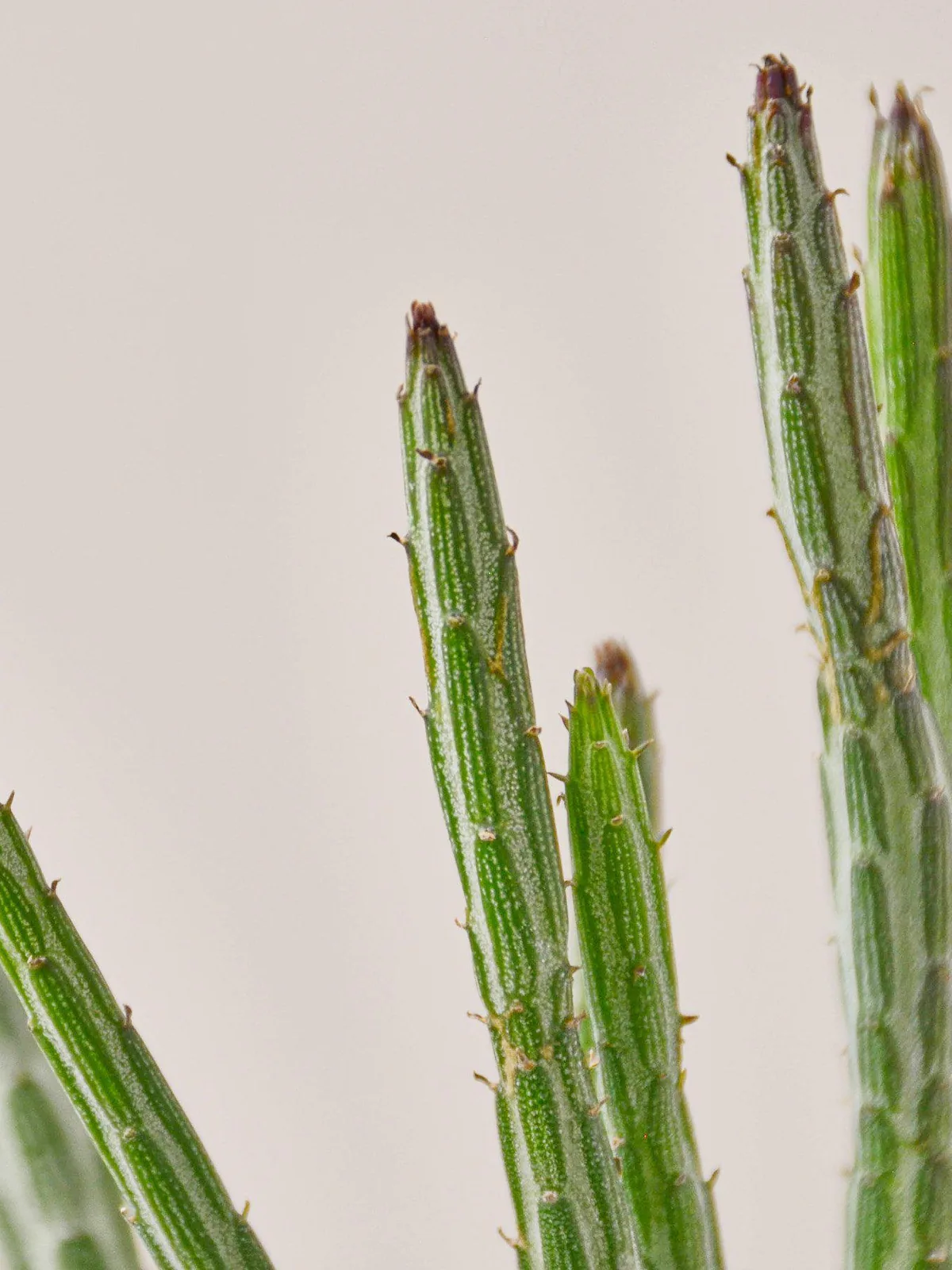Succulent Senecio Stapeliiformis 