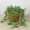 Succulent 'String of Bananas' Senecio houseplant