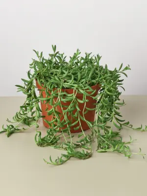 Succulent 'String of Bananas' Senecio houseplant