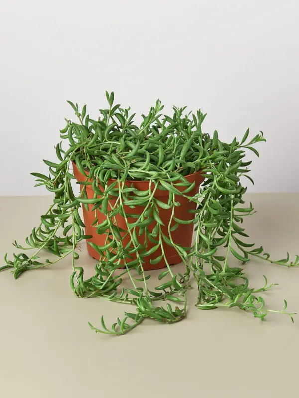 Succulent 'String of Bananas' Senecio houseplant