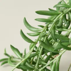 Succulent 'String of Bananas' Senecio — leaf detail close-up