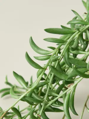 Succulent 'String of Bananas' Senecio — leaf detail close-up