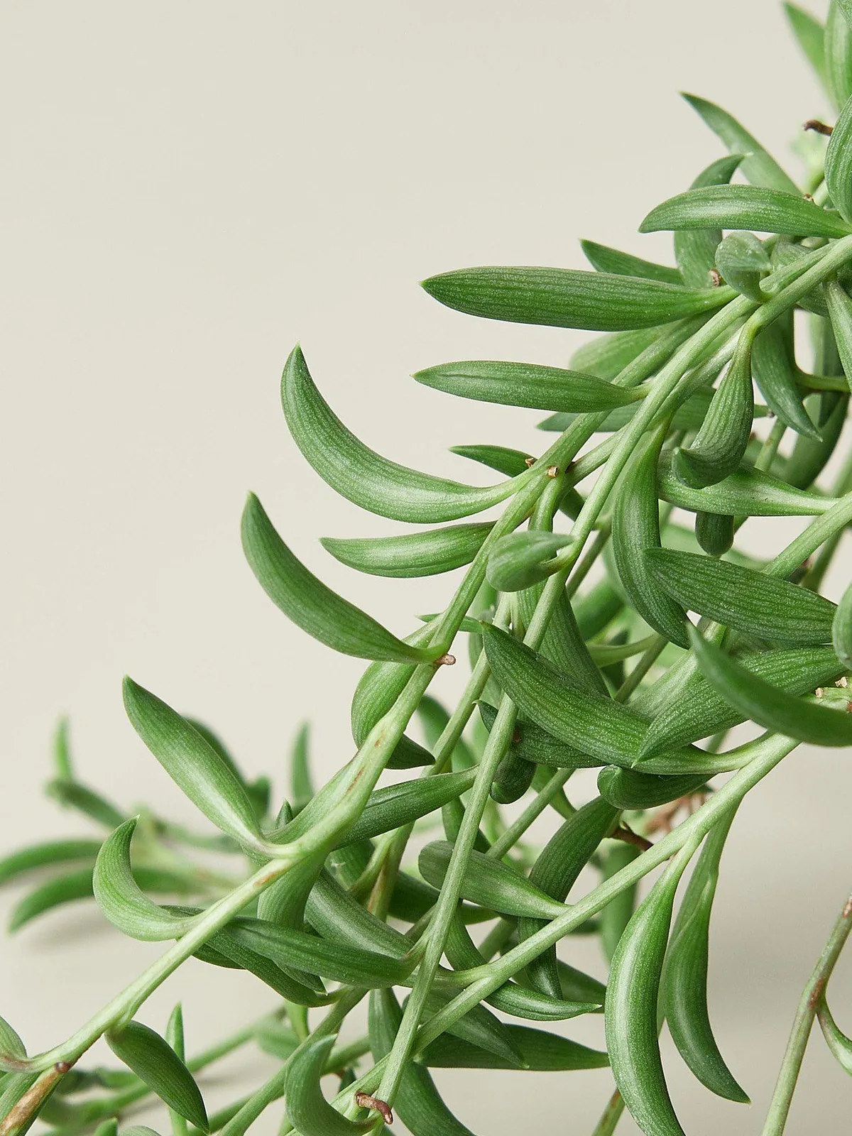 Succulent 
