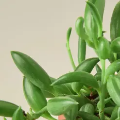 Succulent 'String of Bananas' Senecio — leaf detail close-up