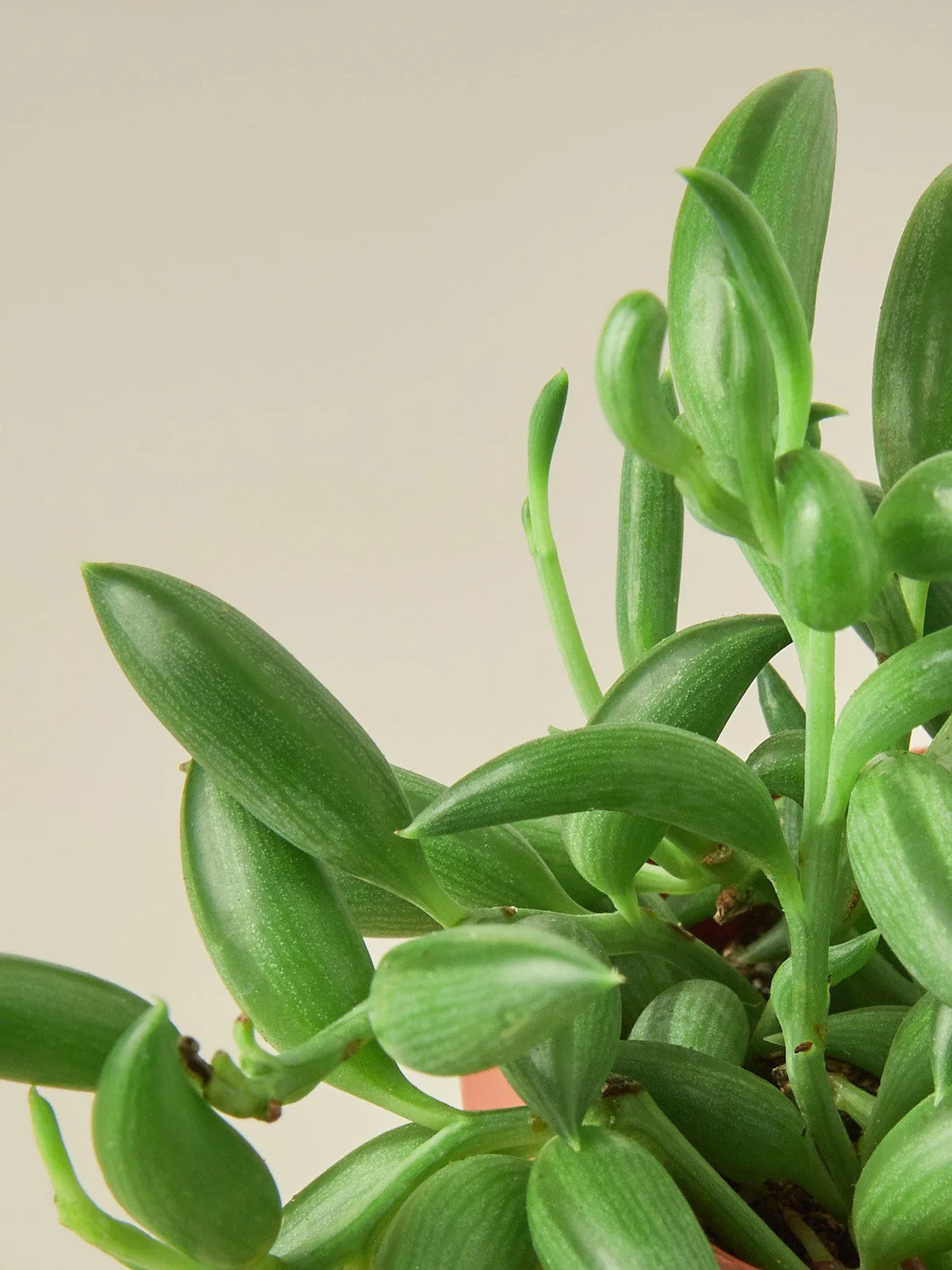 Succulent 