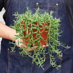 Succulent 'String of Bananas' Senecio — held in hand for size reference