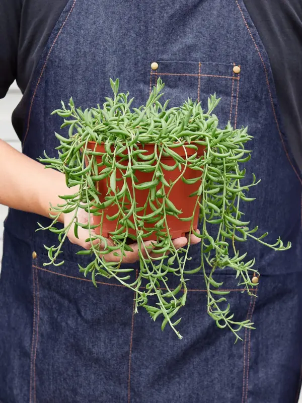 Succulent 'String of Bananas' Senecio — held in hand for size reference