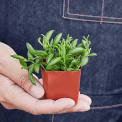 Succulent 'String of Bananas' Senecio — held in hand for size reference