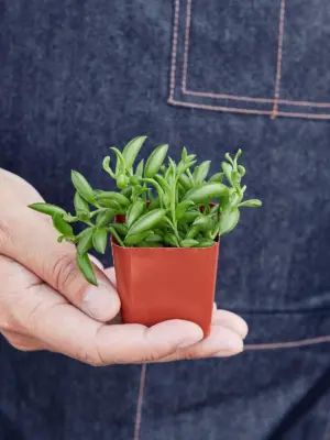 Succulent 'String of Bananas' Senecio — held in hand for size reference