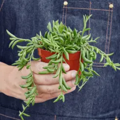 Succulent 'String of Bananas' Senecio — held in hand for size reference