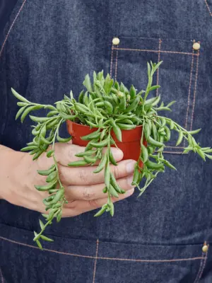 Succulent 'String of Bananas' Senecio — held in hand for size reference