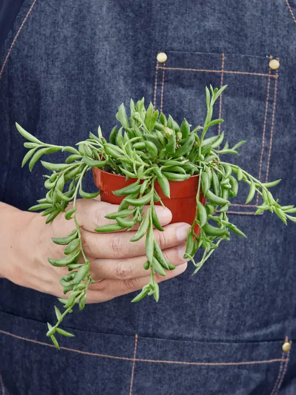 Succulent 'String of Bananas' Senecio — held in hand for size reference
