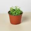 Succulent 'String of Dolphins' Senecio houseplant