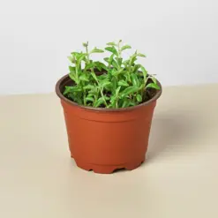 Succulent 'String of Dolphins' Senecio houseplant