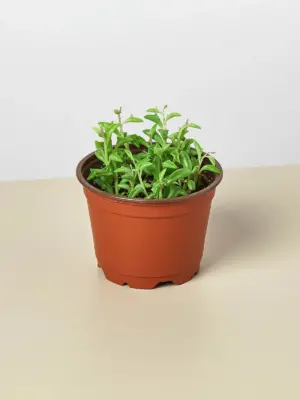 Succulent 'String of Dolphins' Senecio houseplant