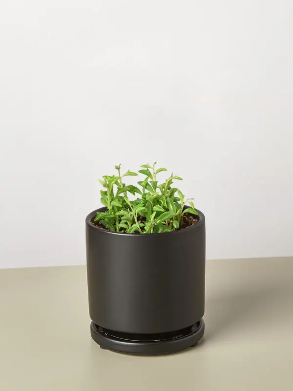Succulent 'String of Dolphins' Senecio — additional view