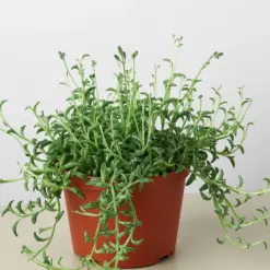 Succulent 'String of Dolphins' Senecio — additional view