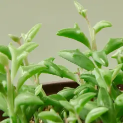 Succulent 'String of Dolphins' Senecio — leaf detail close-up