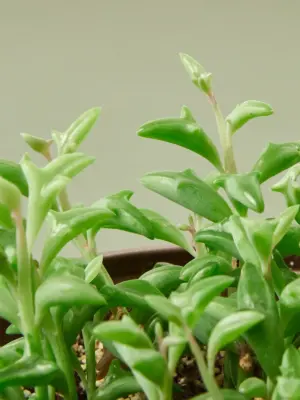 Succulent 'String of Dolphins' Senecio — leaf detail close-up