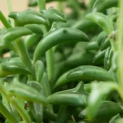 Succulent 'String of Dolphins' Senecio — leaf detail close-up