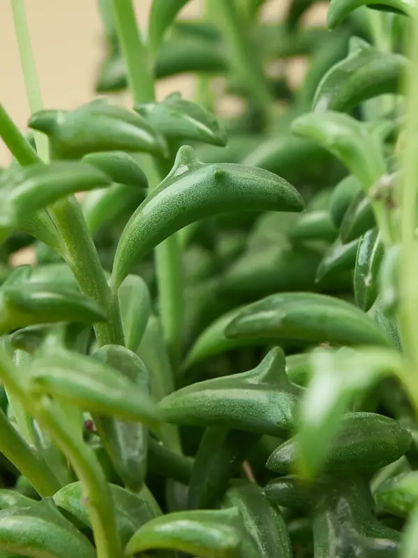 Succulent 'String of Dolphins' Senecio — leaf detail close-up
